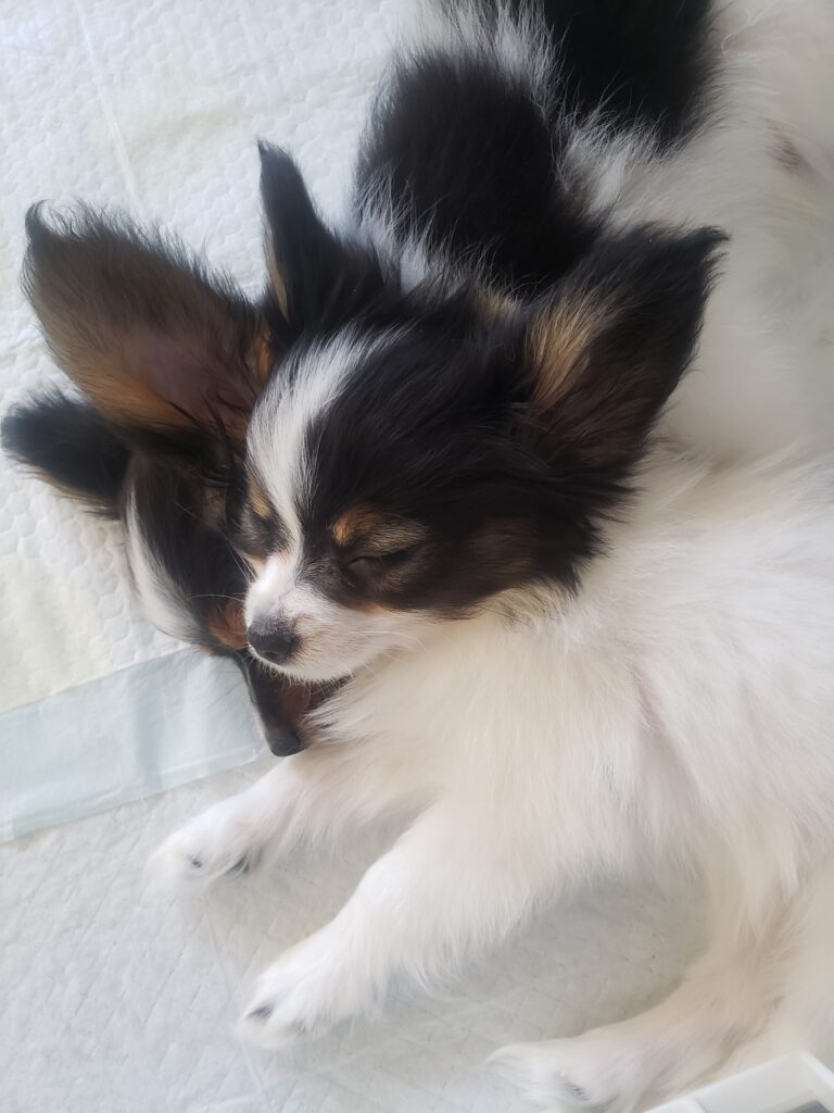 SWAN CREEK KENNEL - Papillon Puppy Breeder